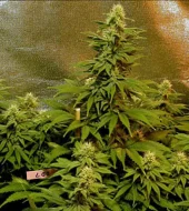 Double Dutch reg (Serious Seeds), Нидерланды