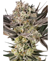 Girl Scout Cookies fem (Barney's Farm), Нидерланды