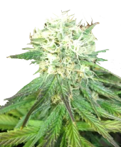 Auto Northern Light genetics (IZI)