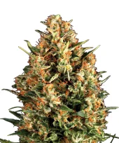 Shark fem (Pyramid Seeds), Испания