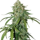 Original Auto Skunk fem (FastBuds), Америка