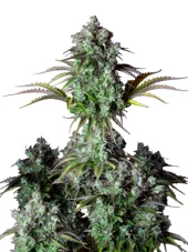 Original Big Bud Auto fem (FastBuds), Америка