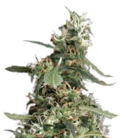 Arjan's Ultra Haze 1 Fem feminised (GHS), Нидерланды