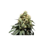 Bruce Lemon Diesel fem (Super Sativa Seed Club), Нидерланды