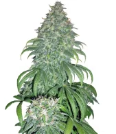 Super Bud fem (GHS), Нидерланды