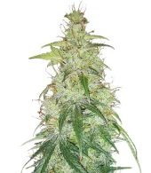 Original Auto Critical fem (FastBuds), Америка