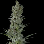 Critical Plus Auto autofem (Trikoma Seeds), Испания