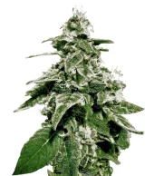 White Widow Auto fem (GHS), Нидерланды