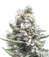 Auto Nefertiti fem (Pyramid Seeds), Испания
