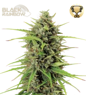 Black Raimbow Auto autofem (Seed Stockers), США