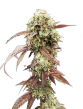 West Coast OG x Gelato Auto 41 fem (GHS), Нидерланды