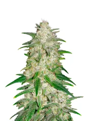 Gelato Auto fem (FastBuds), Америка