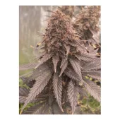 Pineapple Poison fem (Super Sativa Seed Club), Нидерланды