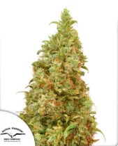 Auto THC-Victory autofem (Dutch Passion), Нидерланды