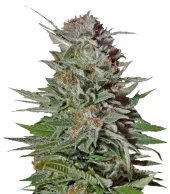 Super Lemon Haze Auto fem (GHS), Нидерланды