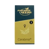 Caramba fem (Paradise Seeds), Нидерланды