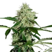 Northern Lights Auto fem (GHS), Нидерланды
