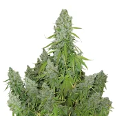 Auto Ultimate autofem (Dutch Passion), Нидерланды