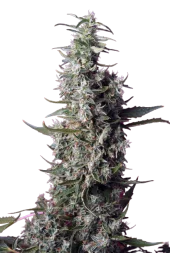 Sweet Cherry Pie fem (Sweet Seeds), Испания