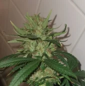Big Foot fem (Sweet Seeds), Испания
