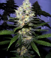 Passion Fruit fem (Dutch Passion), Нидерланды