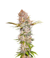 Jock Horror Automatic autofem (Nirvana), Нидерланды