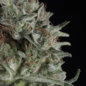 Critical Plus fem (Trikoma Seeds), Испания
