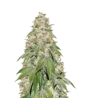 Banana Blaze fem (Dutch Passion), Нидерланды