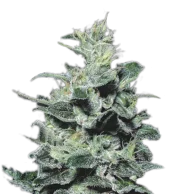 Nebula fem (Paradise Seeds), Нидерланды