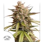 Auto Melonade Runtz autofem (Dutch Passion), Нидерланды