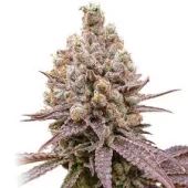Purple OG Punch fem (Super Sativa Seed Club), Нидерланды