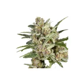 Super Mad Sky Floater fem (Super Sativa Seed Club), Нидерланды