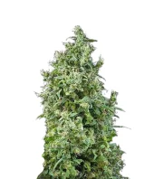 White Bhutanese fem (Mandala Seeds), Испания