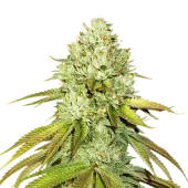 Pineapple fem (Seed Stockers), США