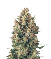 Auto Wembley fem (Pyramid Seeds), Испания
