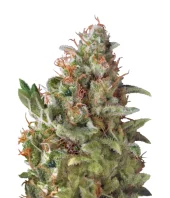Auto American Pie fem (Pyramid Seeds), Испания