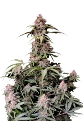 Amnesia Zkittlez Auto fem (FastBuds), Америка