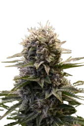 Black Ultimate genetics fem (IZI)