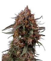 Permanent Marker fem (Seed Stockers), США