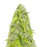 Devotchka autofem (Doctor Choice), Канада