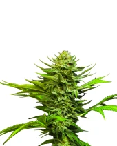 Girl Scout Cookies Automatic autofem (Nirvana), Нидерланды