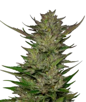 Don Carlos fem (Humboldt Seed Company), США