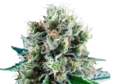 Bubble Kush Auto autofem (Royal Queen Seeds), Испания