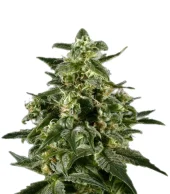 Himalaya Gold fem (GHS), Нидерланды