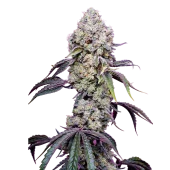 Sweet Mandarine Zkittlez F1 Fast Version fem (Sweet Seeds)