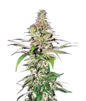 Northern Lights fem (Pyramid Seeds), Испания