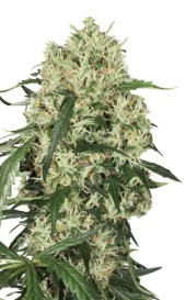 The Ultimate fem (Dutch Passion), Нидерланды