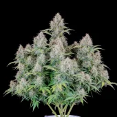 Original Auto Cinderella autofem (FastBuds), Америка