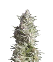 Auto Alpujarrena fem (Pyramid Seeds), Испания