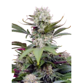 Strawberry Cola Sherbet F1 Fast Version fem (Sweet Seeds)
